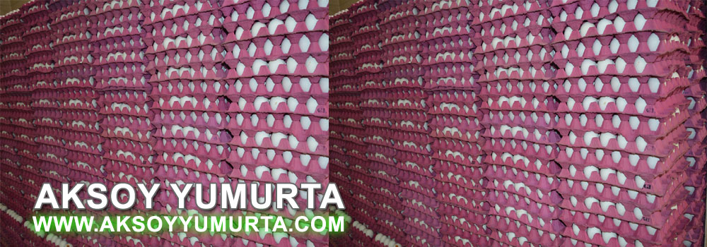Aksoy Yumurta